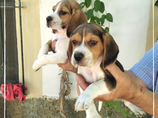 Beagle perros Camada de adorables Beagle en Madrid - Anuncio 8