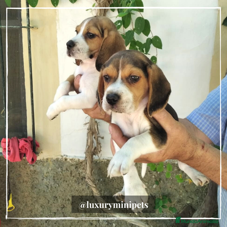Beagle perros en Madrid - Anuncio 3