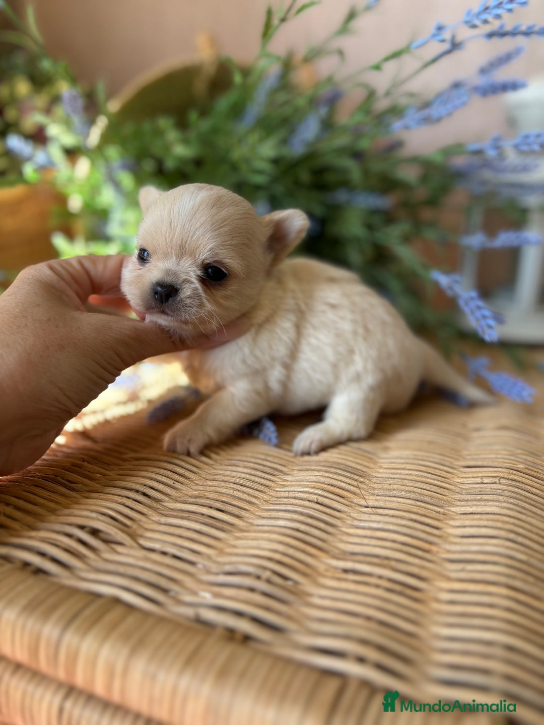 Chihuahua perros en venta: Chihuahua Toy Macho  - Imagen 2