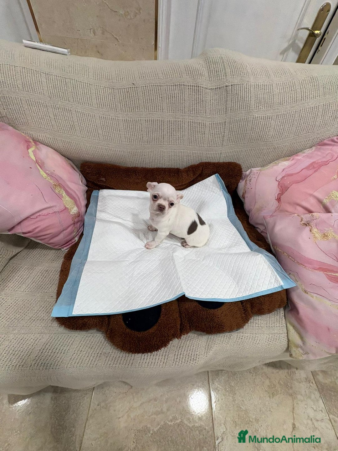 Chihuahua perros en venta: Chihuahua macho - Anuncio 6