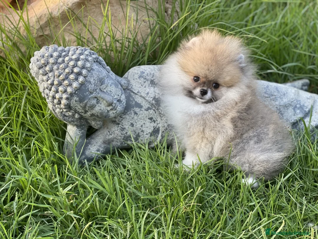 Pomerania perros en venta: EXCLUSIVES POMERANIANS en Málaga - Anuncio 2