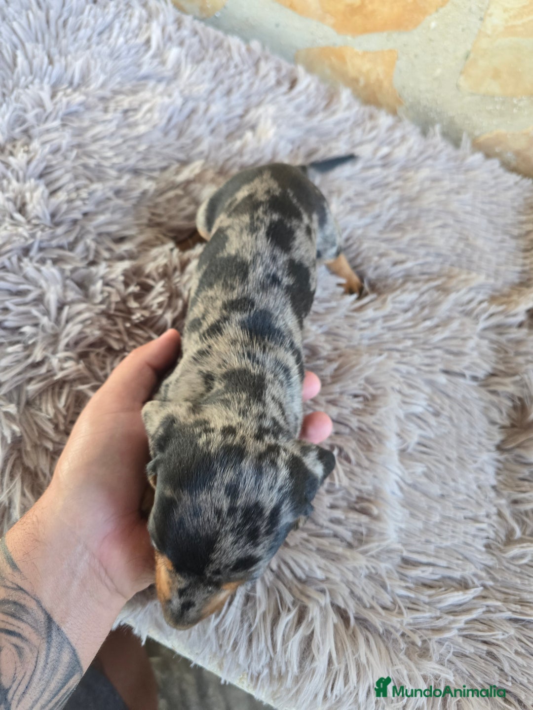 Teckel Miniatura perros en venta: Teckel arlequin plata  - Imagen 3