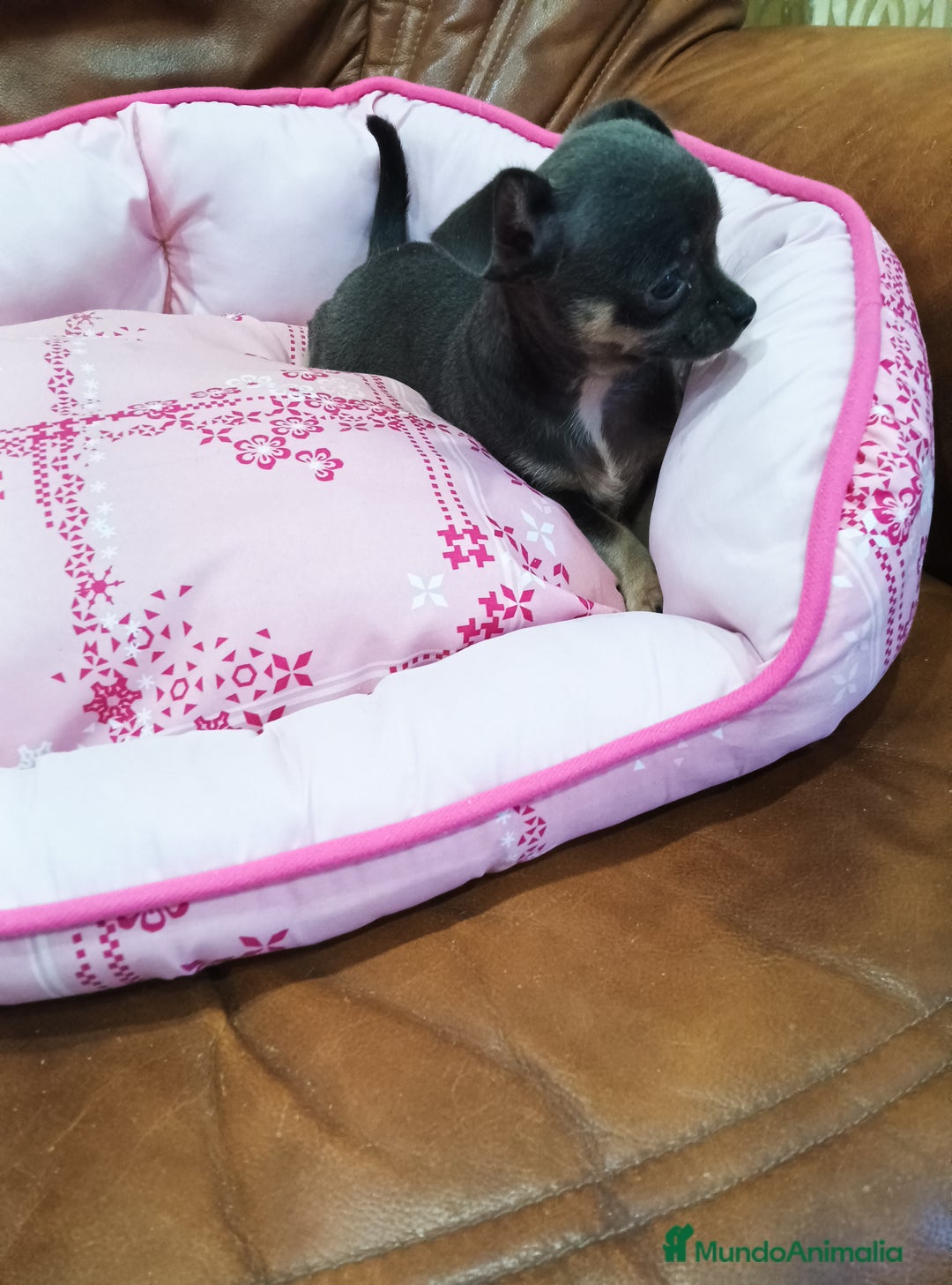 Chihuahua perros en venta: CHIHUAHUA TOY  - Imagen 3