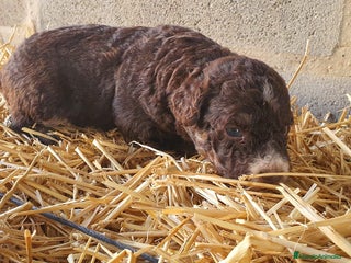 Perro de Agua Español perros - Anuncio 1