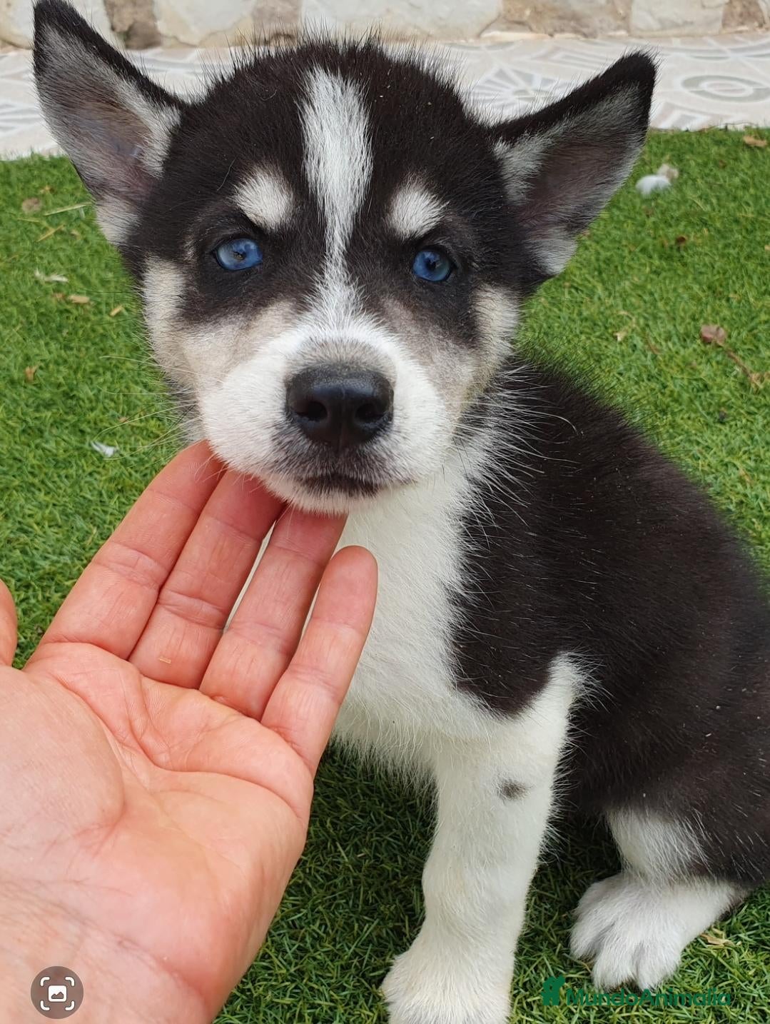 Husky Siberiano perros Husky Jet Black y Agouti EXÓTICOS - Anuncio 2
