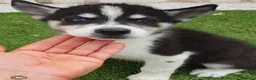 Husky Siberiano perros en venta: Husky Jet Black y Agouti EXÓTICOS - Anuncio 2