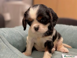 Cavalier King Charles Spaniel perros en Barcelona - Anuncio 11