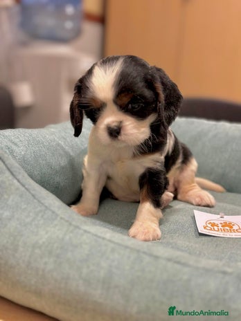 Cavalier King Charles Spaniel perros en Barcelona - Anuncio 9