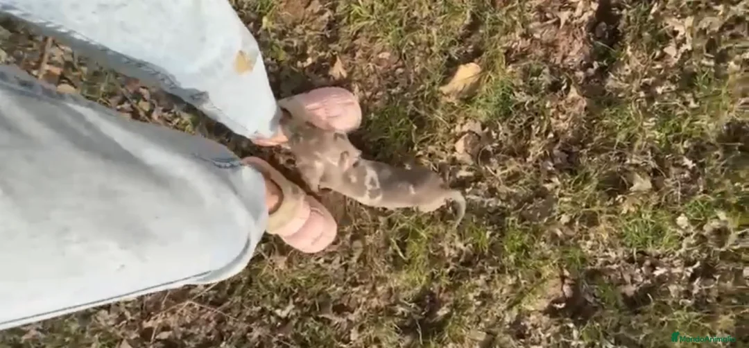 Teckel Miniatura perros en venta: Teckel isabelino  - Anuncio 3