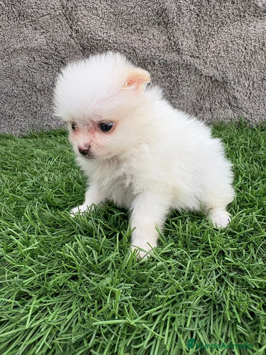 Pomerania perros en venta: Hembra mini toy lulu Pomerania blanca naranja  - Anuncio 22