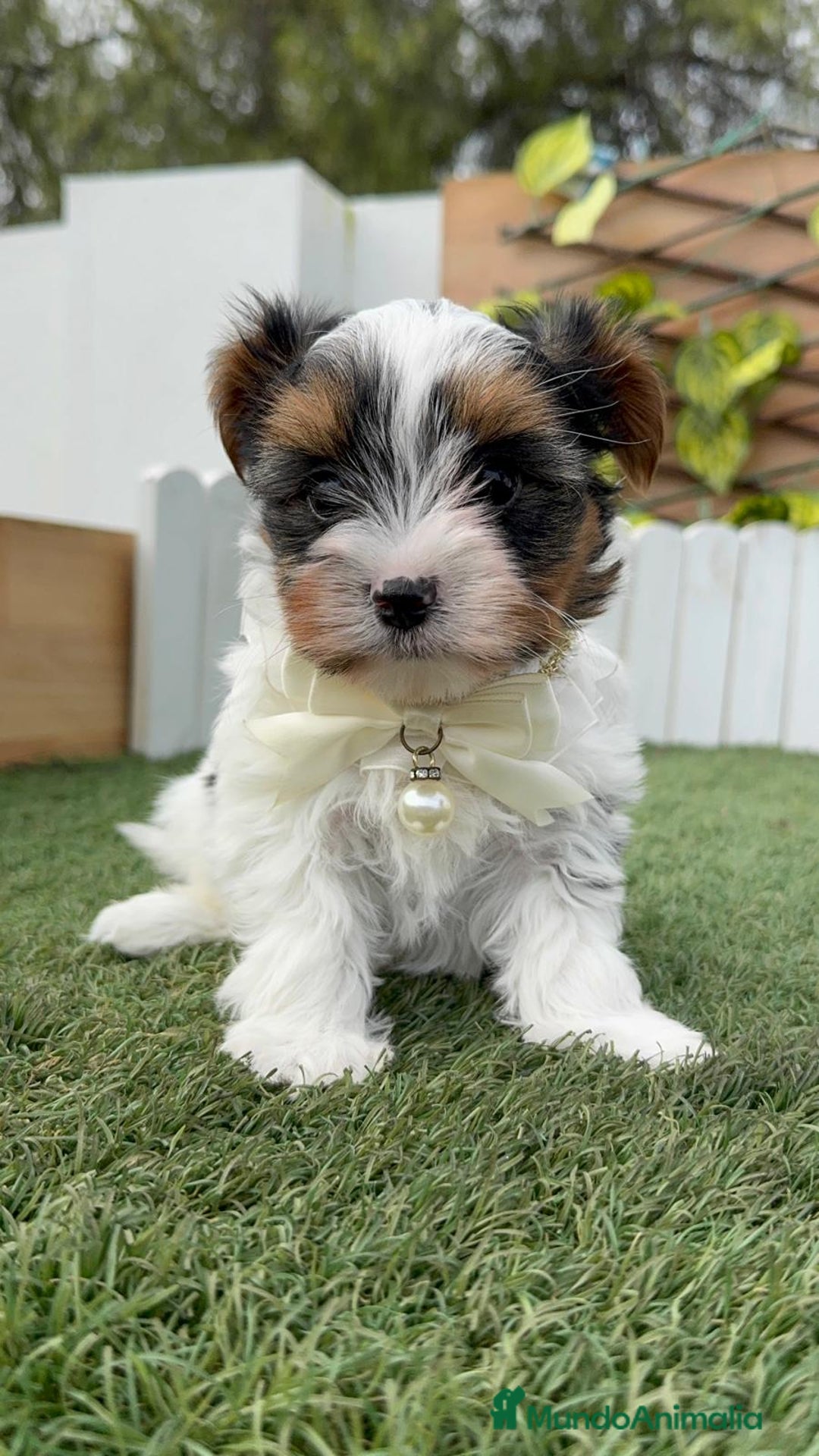 Yorkshire Terrier perros en venta: YORKSHIRE BIEWER - Anuncio 8