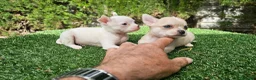 Chihuahua perros en venta: Cachorros chihuahua mini toy - Anuncio 2