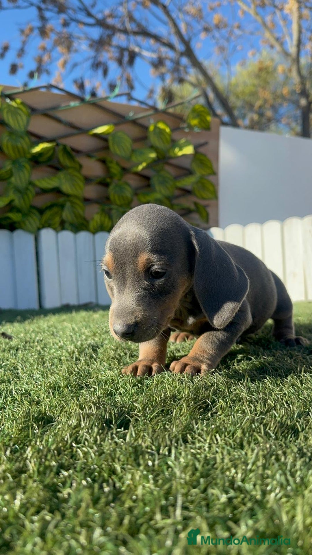 Teckel Miniatura perros en venta: TECKEL MINIATURA - Anuncio 14