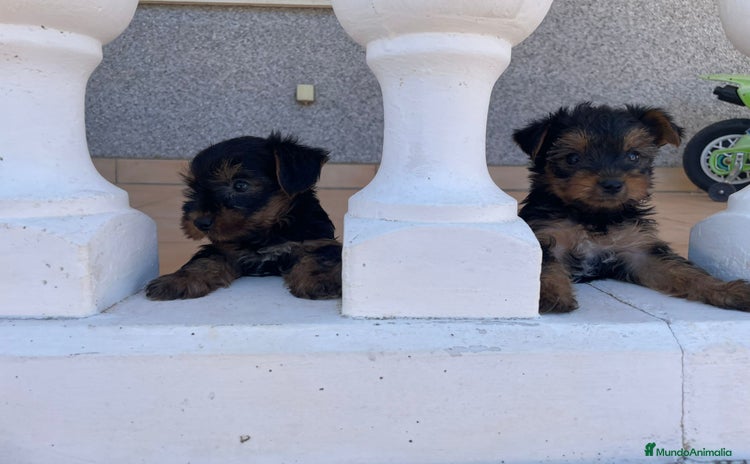 Yorkshire Terrier perros - Propaganda 3