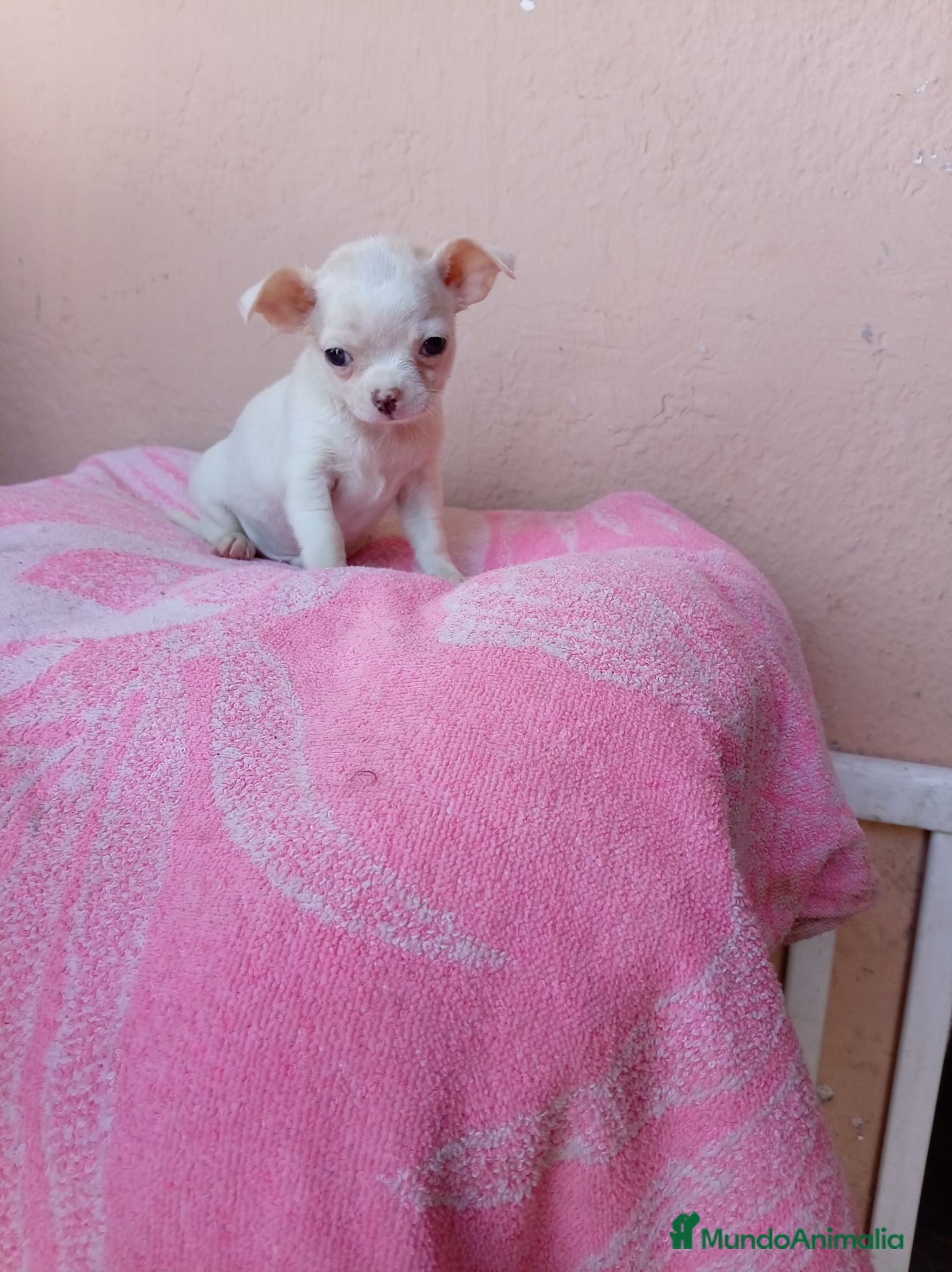 Chihuahua perros Chihuahua toy - Anuncio 1