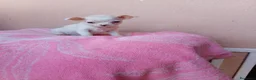 Chihuahua perros en venta: Chihuahua toy - Anuncio 1
