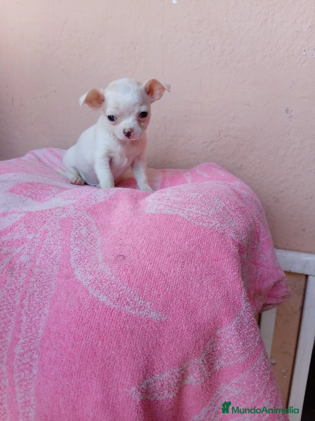Chihuahua perros en venta: Chihuahua toy - Anuncio 1
