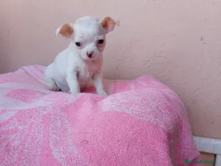 Chihuahua perros Chihuahua toy - Anuncio 1