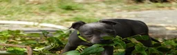 Staffordshire Bull Terrier perros en venta: Staffordshire bull terrier - Anuncio 4