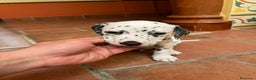 Dálmata perros en venta: Macho de dalmata  - Anuncio 1