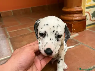 Dálmata perros Macho de dalmata - Anuncio 1