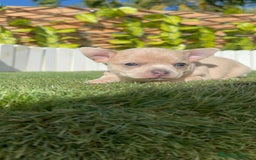 Chihuahua perros en venta: CHIHUAHUA HEMBRA - Imagen 6