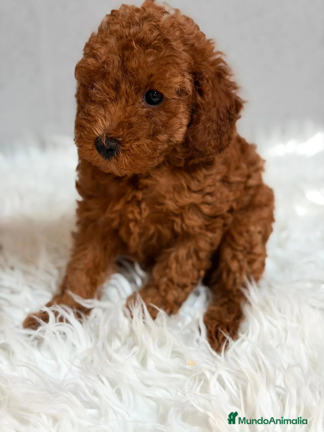 Caniche Enano perros en venta: CANICHE ROJO - Anuncio 2