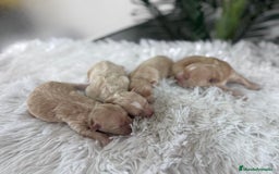 Maltipoo perros en venta: MALTIPOO MACHOS - Imagen 9
