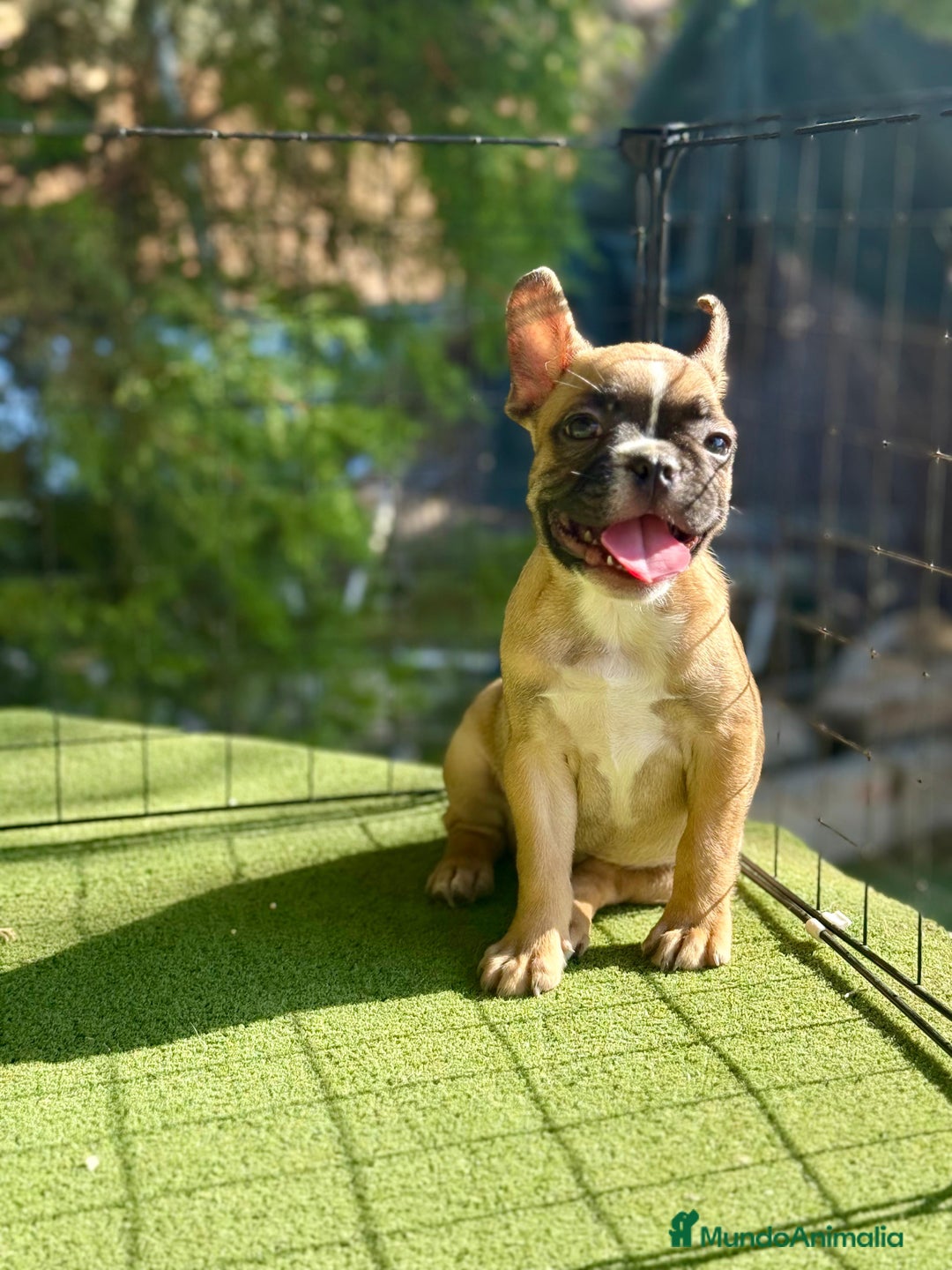 Bulldog Francés perros en venta: Bulldog francés muy buena morfología  - Imagen 5