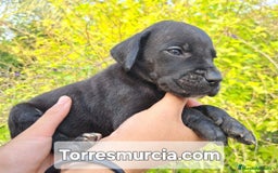 Dogo Alemán perros en venta: Gran Danés  - Imagen 1