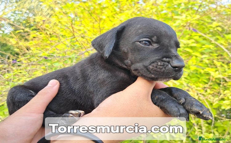 Dogo Alemán perros - Anuncio 1