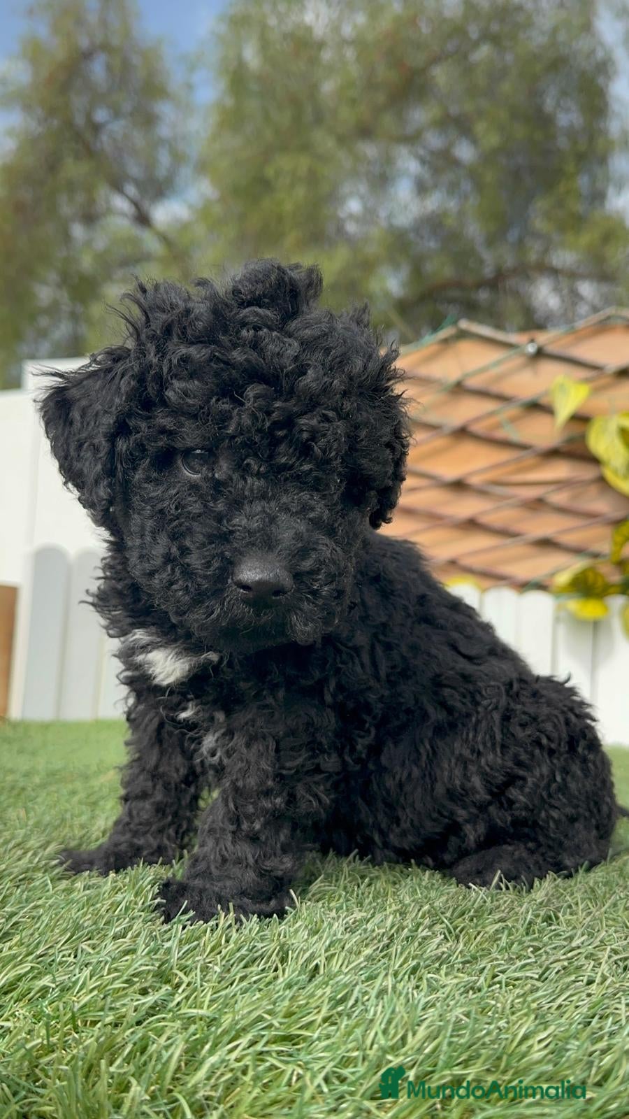 Perro de Agua Español perros PERRO DE AGUA ESPAÑOL - Anuncio 1