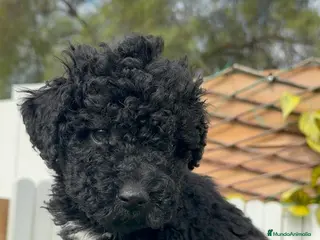 Perro de Agua Español perros PERRO DE AGUA ESPAÑOL - Anuncio 1