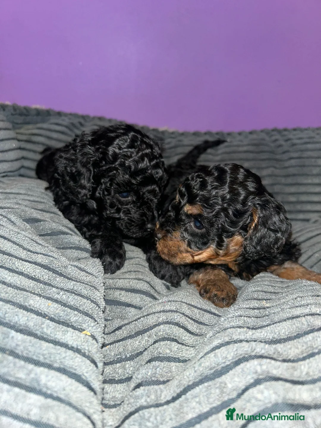 Caniche Toy perros en venta: Caniche toy - Anuncio 4