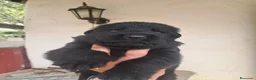 Pastor Alemán perros en venta: Dicachorros pastor aleman negro y negro fuego - Anuncio 5