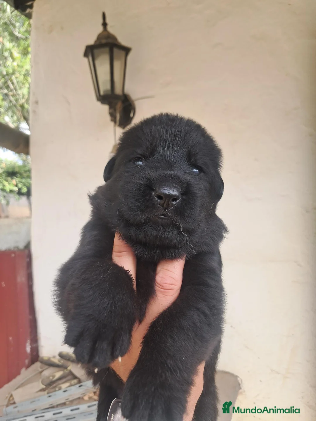 Pastor Alemán perros en venta: Dicachorros pastor aleman negro y negro fuego - Anuncio 5