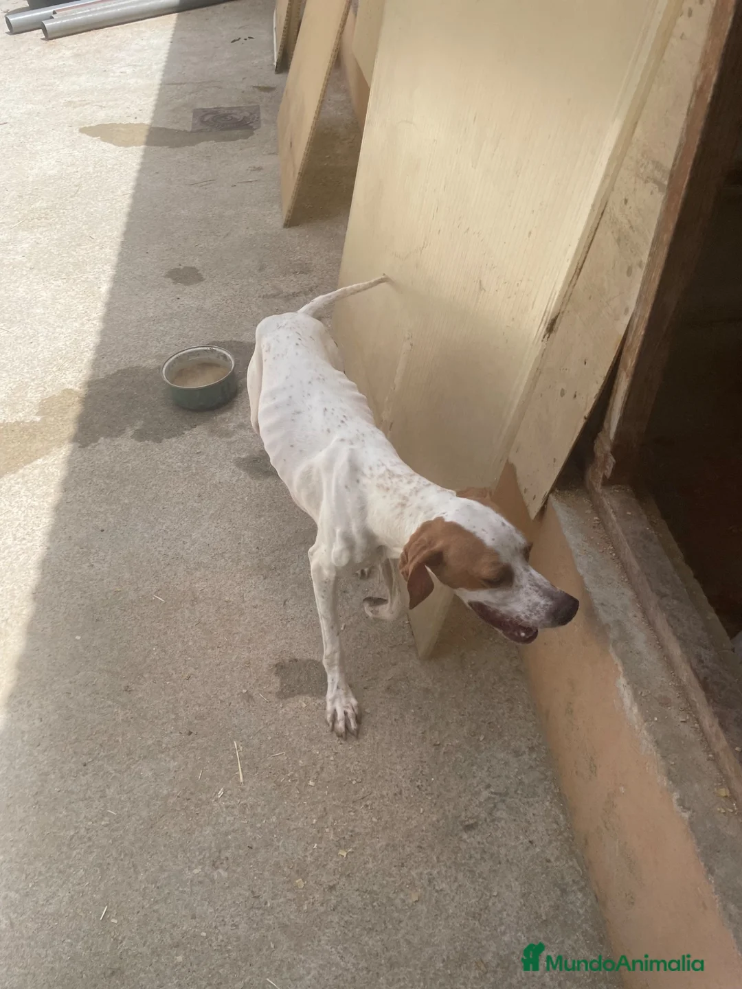 Pointer perros en venta: Excelentes cachorros pointer  - Anuncio 3
