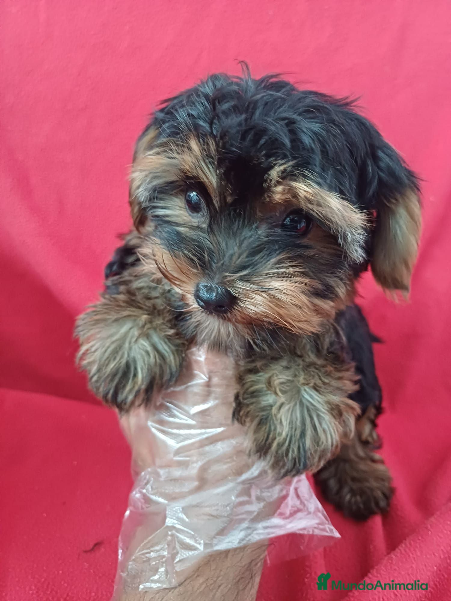 Yorkshire Terrier perros Yorkshire Mini  - Anuncio 4