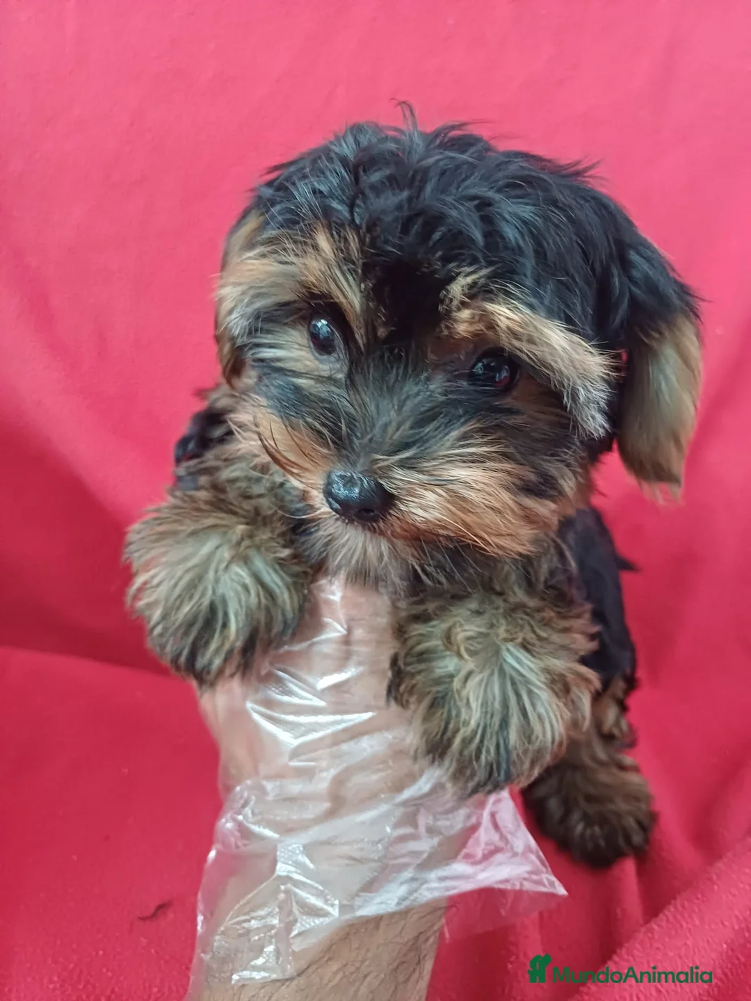 Yorkshire Terrier perros en venta: Yorkshire Mini  - Anuncio 1