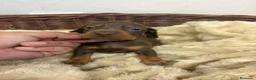 Teckel Miniatura perros en venta: TECKEL CHOCOLATE - Anuncio 3