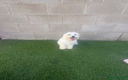 Bichón Maltés perros en venta: Bichon maltes - Imagen 7