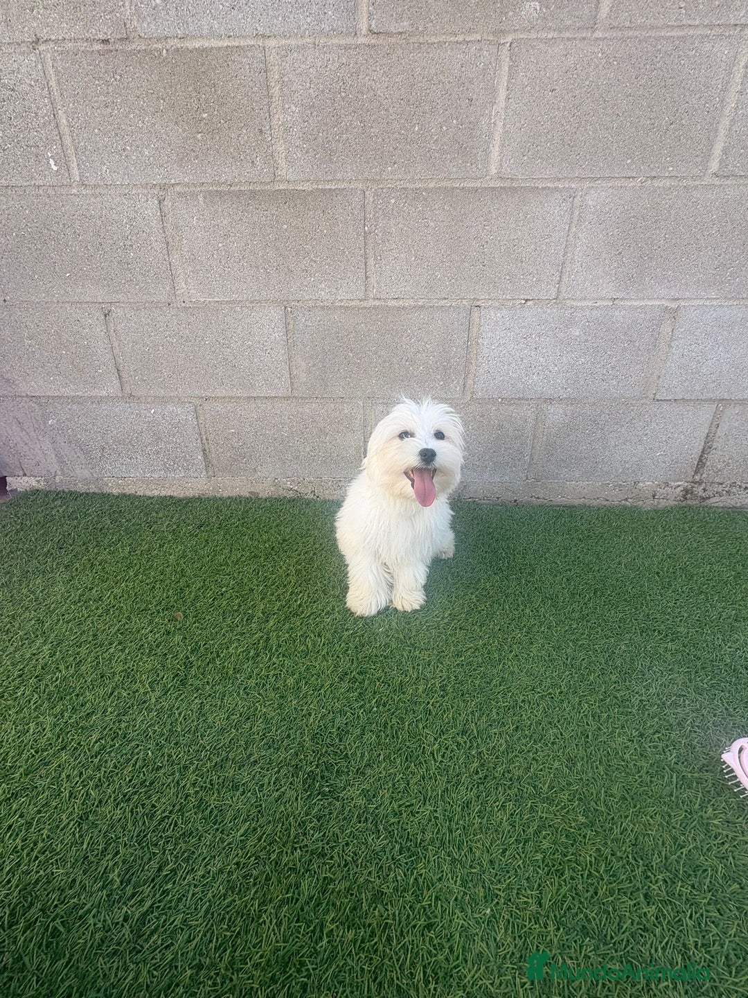 Bichón Maltés perros en venta: Bichon maltes - Imagen 7