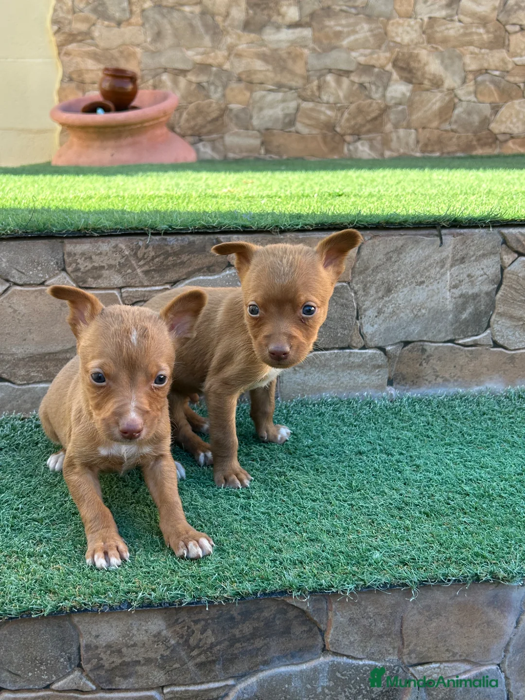 Raza Mixta perros en venta: Cruzaditos Mini Toy Toy De Chihuahuas - Anuncio 11
