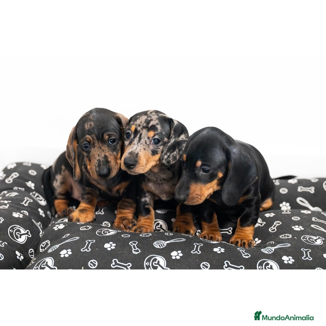 Teckel Miniatura perros en venta: Camada de Teckel miniatura 💙 - Anuncio 3