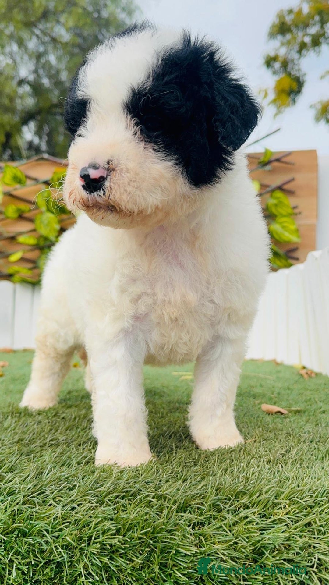 Perro de Agua Español perros en venta: PERRO DE AGUA ESPAÑOL - Anuncio 10