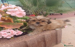 Shih Tzu perros en venta: Shih tzu - Imagen 6