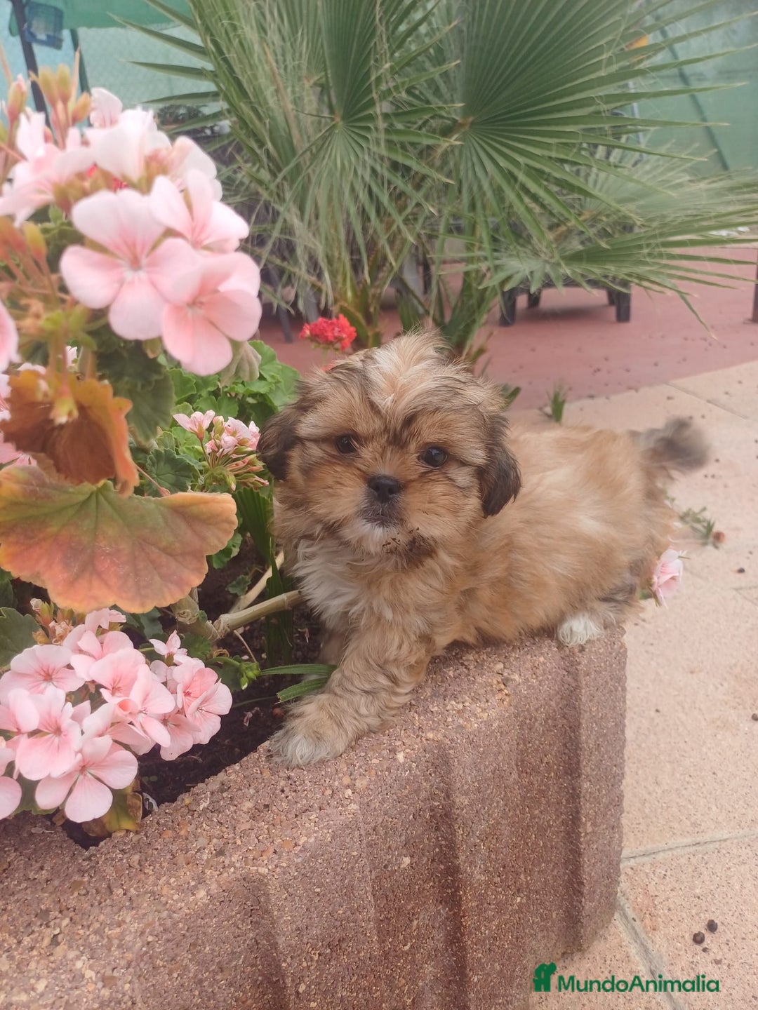 Shih Tzu perros en venta: Shih tzu - Imagen 6
