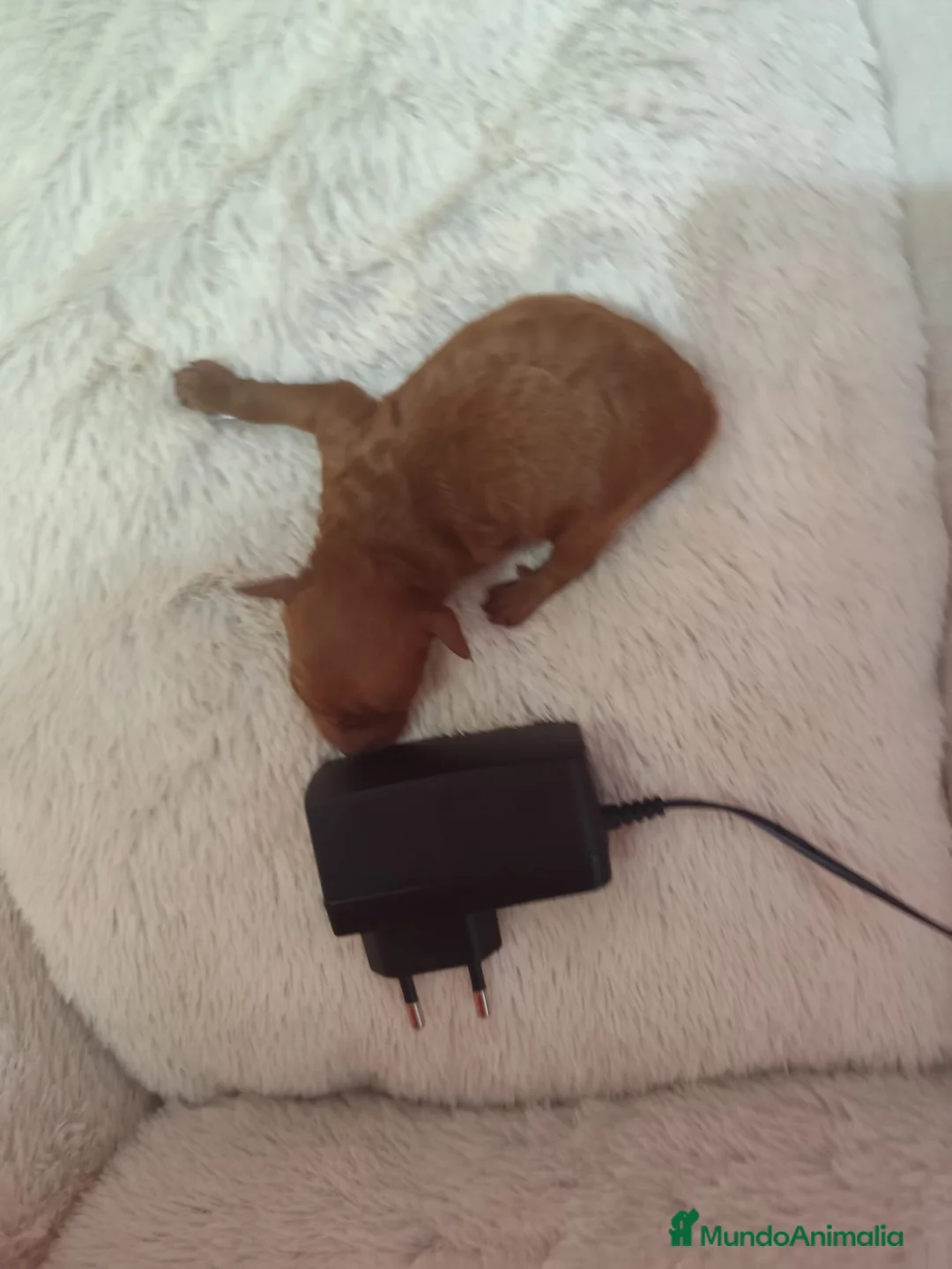 Caniche Toy perros en venta: Caniche tácita de te  - Anuncio 7