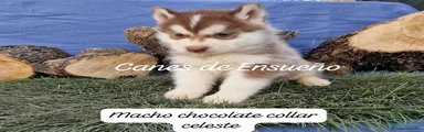 Husky Siberiano Cachorro 2
