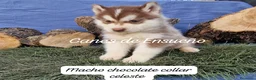 Husky Siberiano perros en venta: Husky siberianos - Anuncio 6